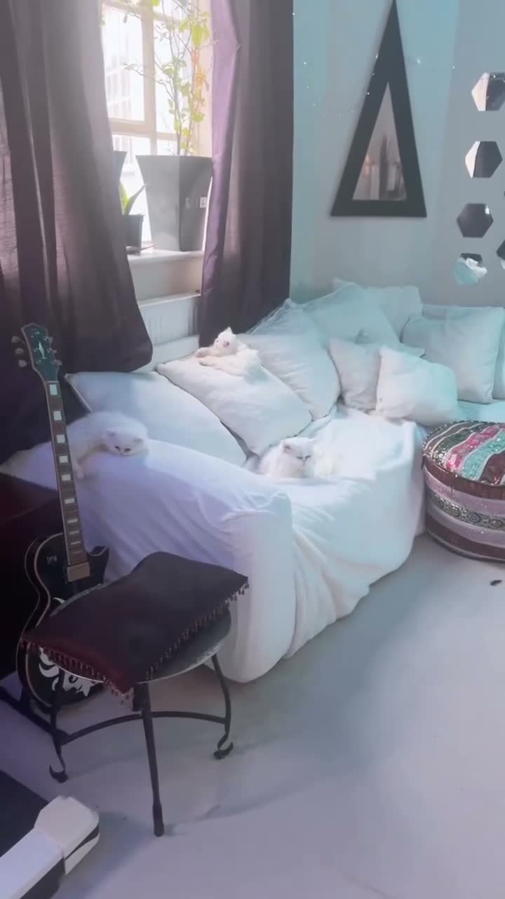 Persian cats for sale: EXOTIC DOLL FACE PERSIAN - LONG HAIR - Video 1