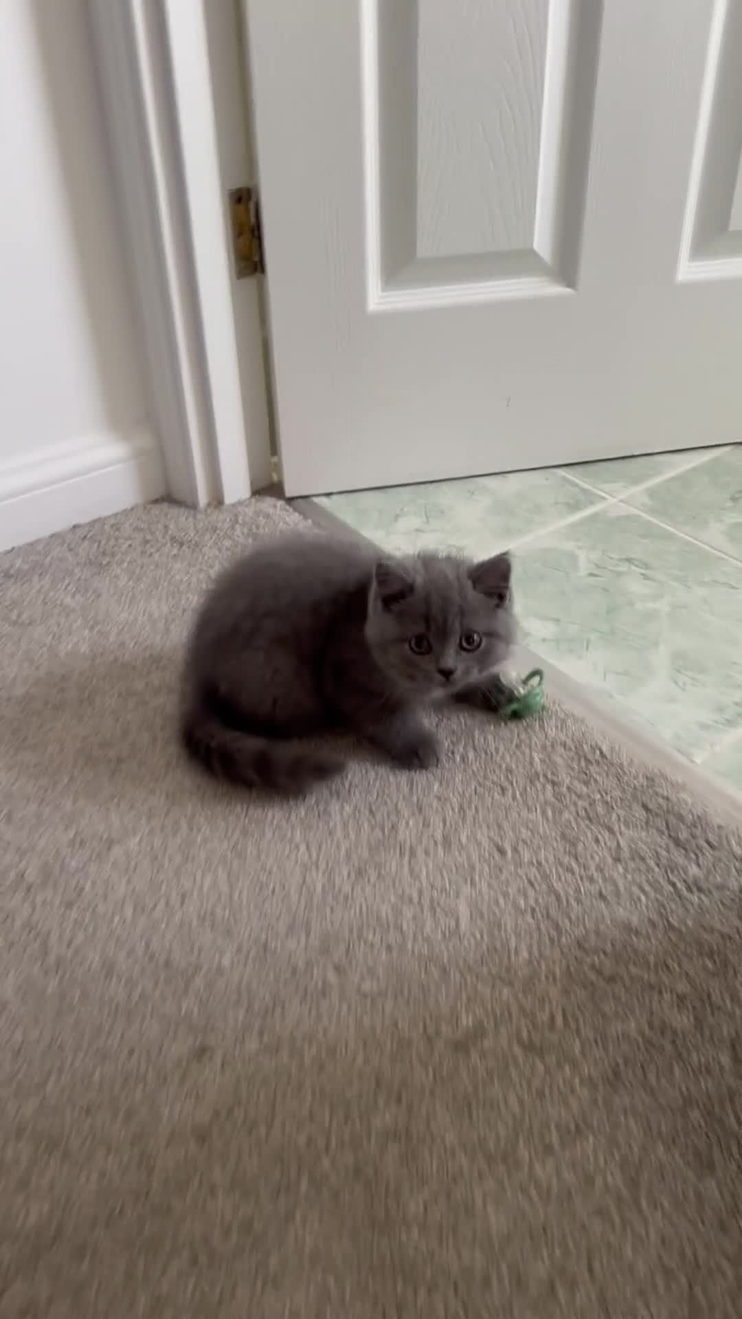 British Shorthair cats for sale: British shorthair kittens 🐈‍⬛ - Video 1