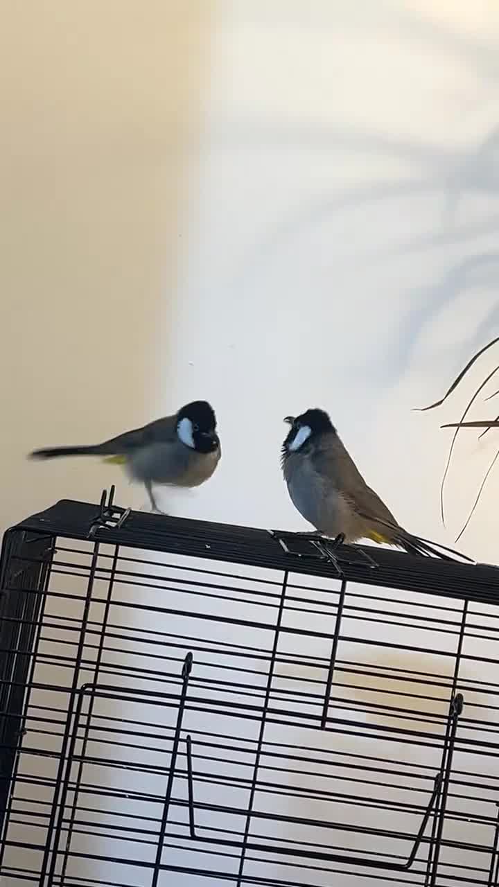 Mixed Breed birds for sale: White ears bulbuls - Video 1