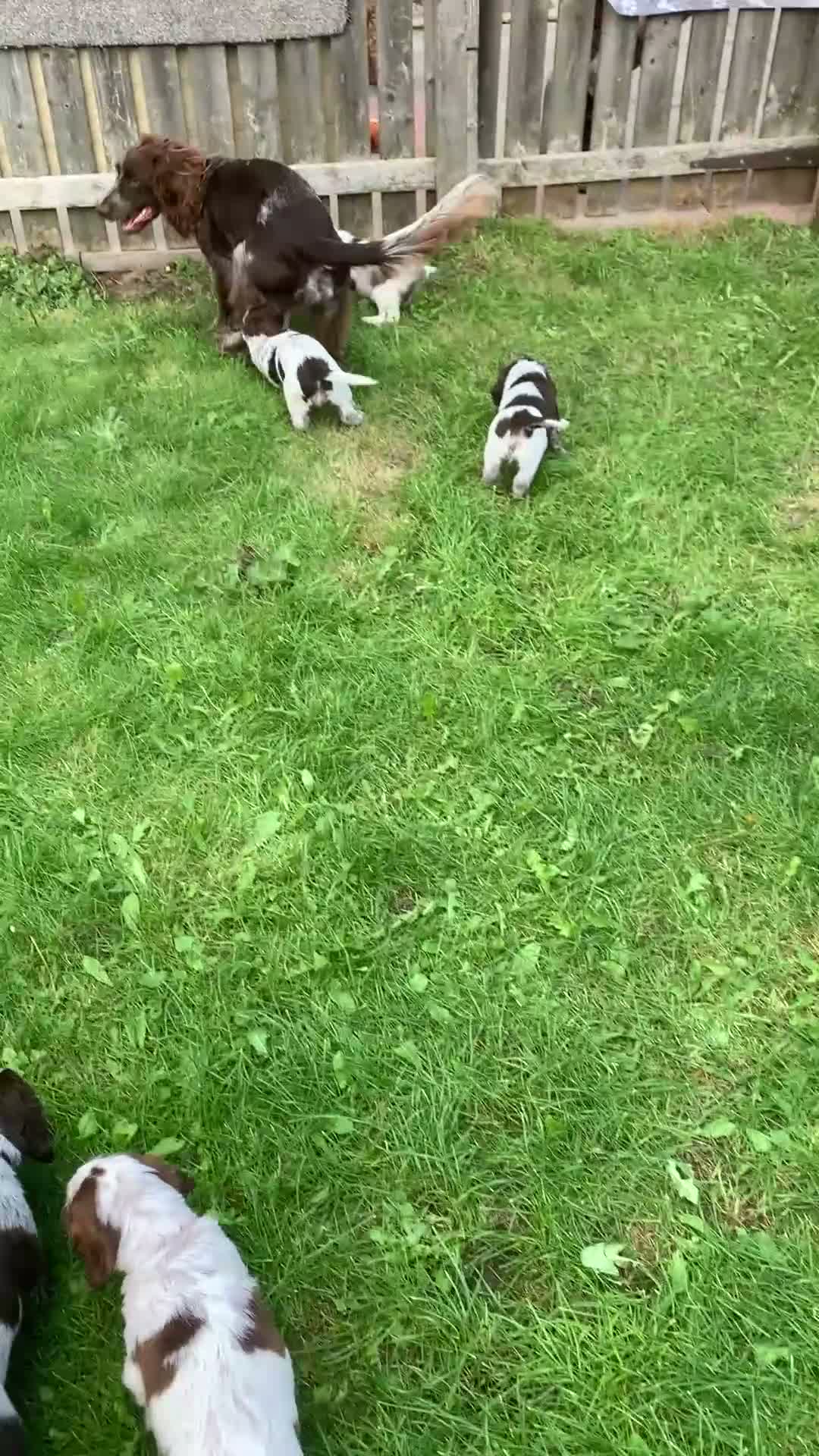 Cocker Spaniel dogs for sale: LAST 2 BOYS show x working cocker spaniels in North Shields - Video 2