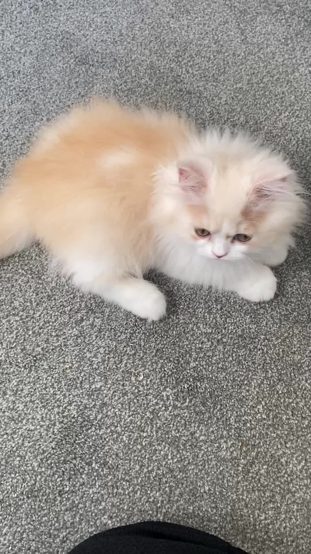 British Longhair cats for sale:  😻 BEAUTIFUL BLH 😻 2 boys READY TO LEAVE  in Milton Keynes - Video 2