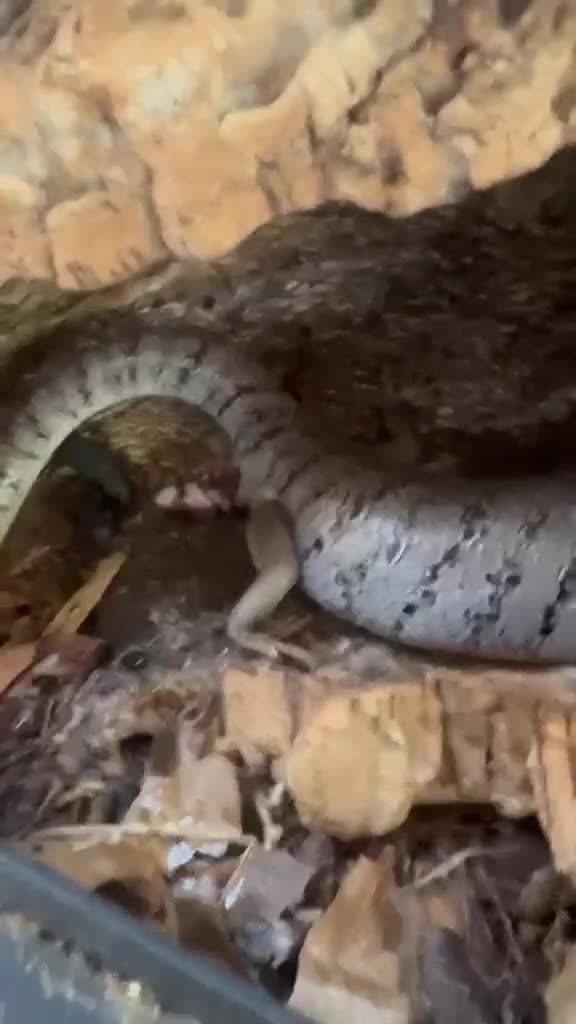 Skink reptiles for sale: Proven Female pink tounge skink - Video 1