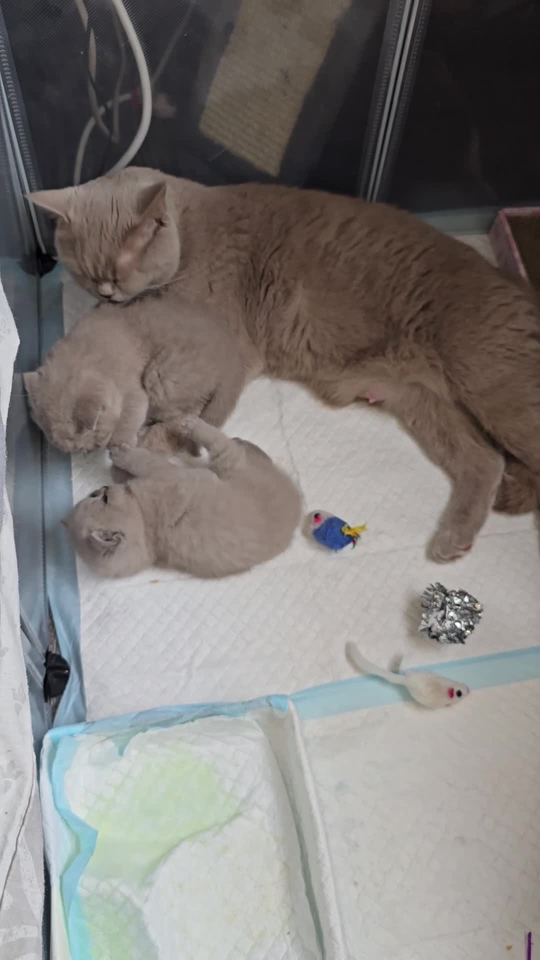 British Shorthair cats for sale: GCCF BSH  kittens for sale  - Video 1