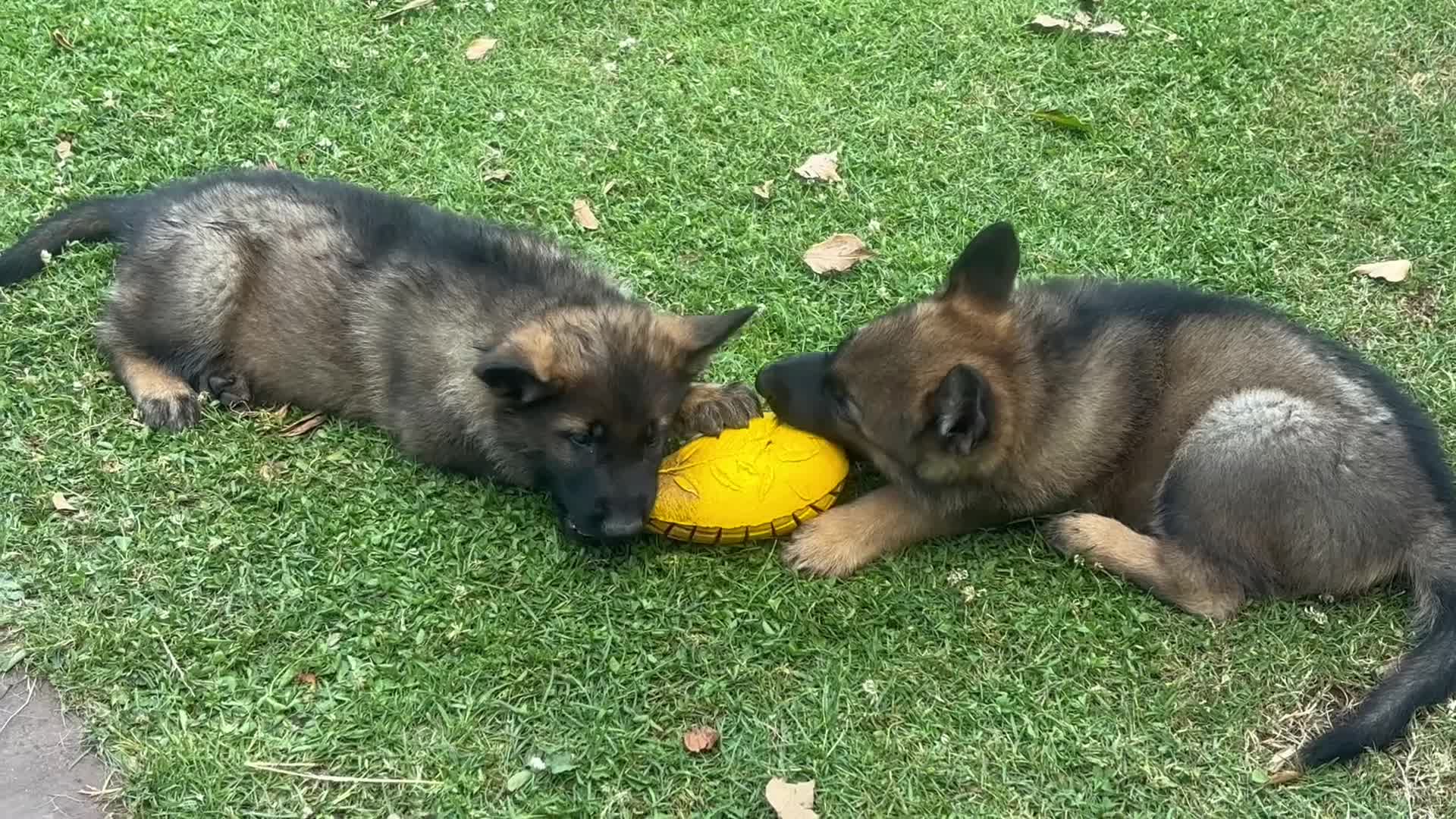 German Shepherd dogs for sale: Exceptional Working Line German Shepherd Puppies - Video 1