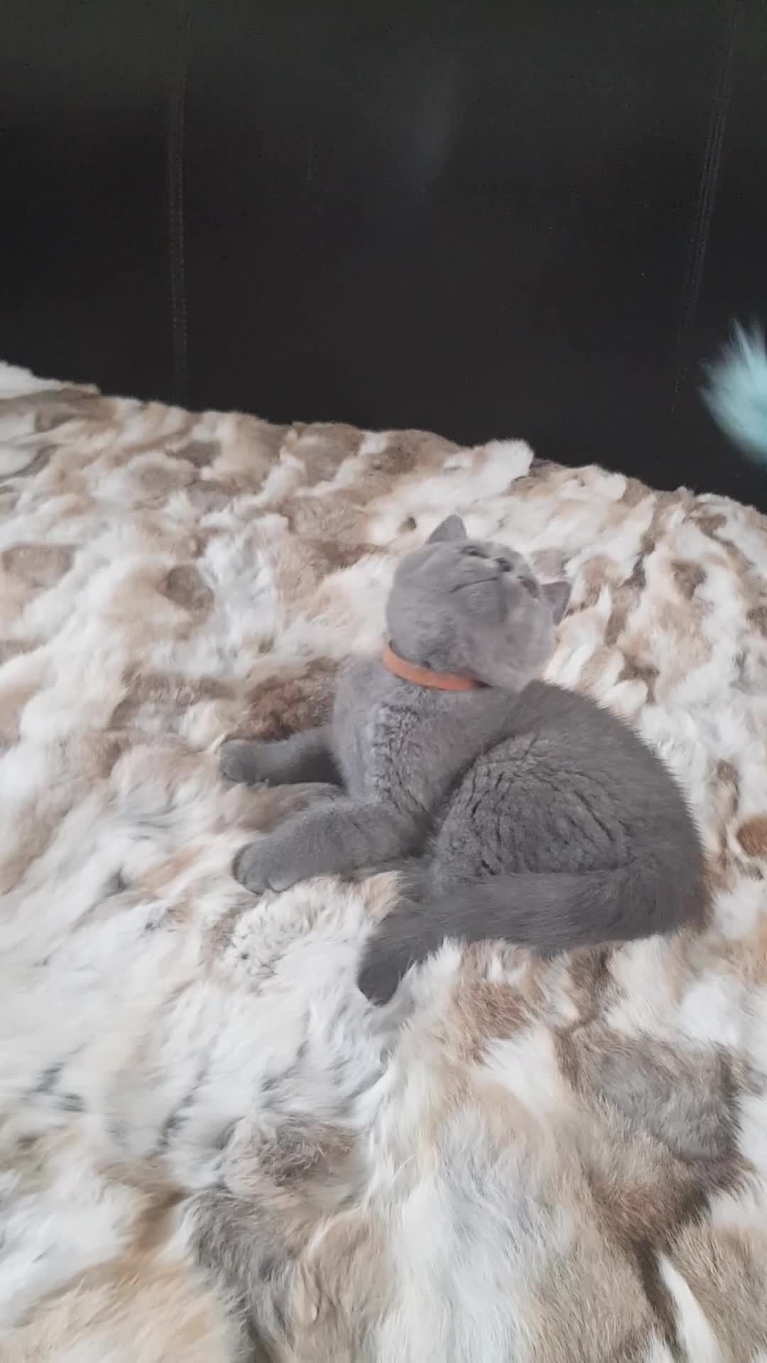 British Shorthair cats for sale:  Championship Pedigree BSH Kitten male - Video 1