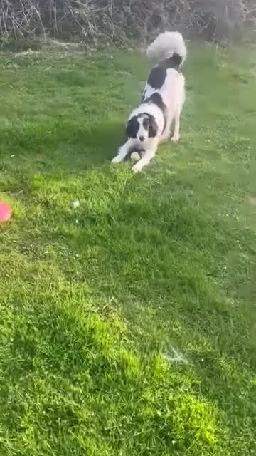 Pyrenean Sheepdog dogs for adoption: Beautiful Bamboo - Karachan Mix - Video 1