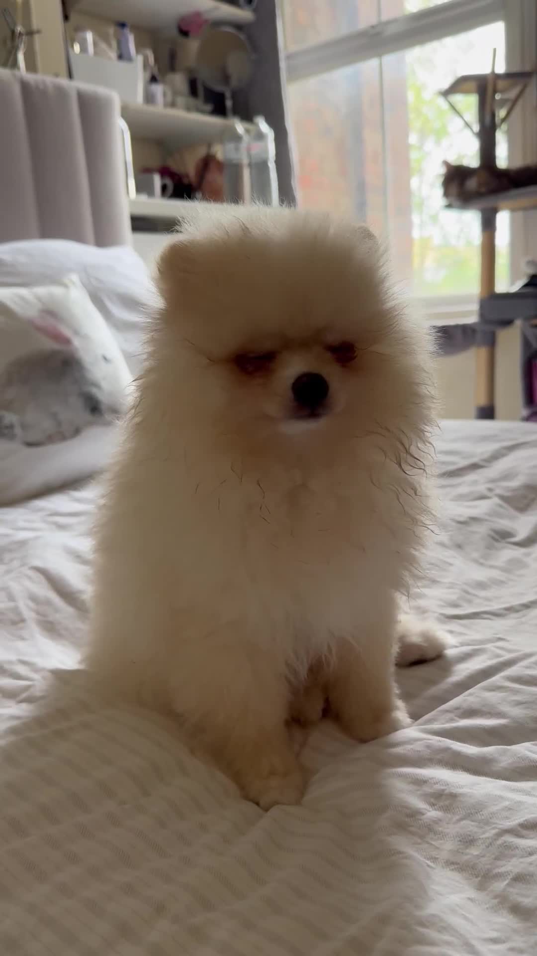 Pomeranian dogs for sale: 🐾🐶💙 Pomeranian puppy 💙🐶🐾 - Video 2