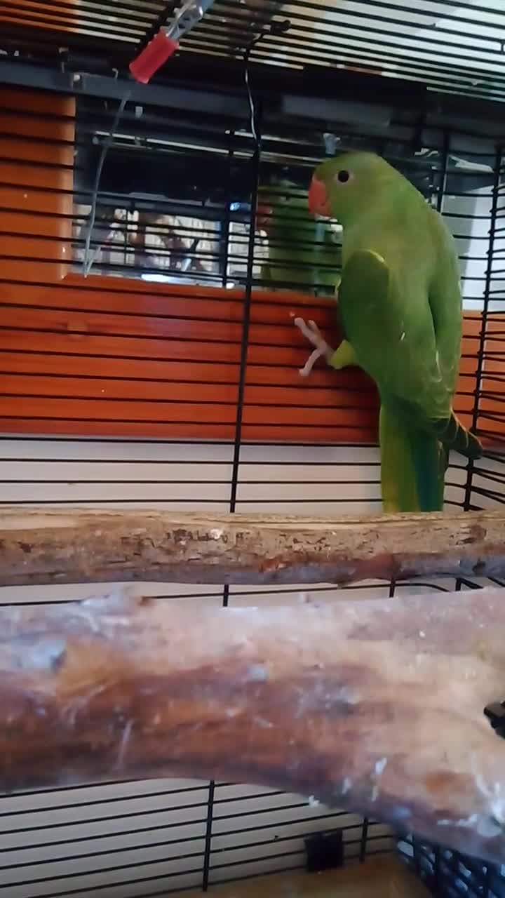 Ringnecks birds for sale: Ringneck babies  - Video 1