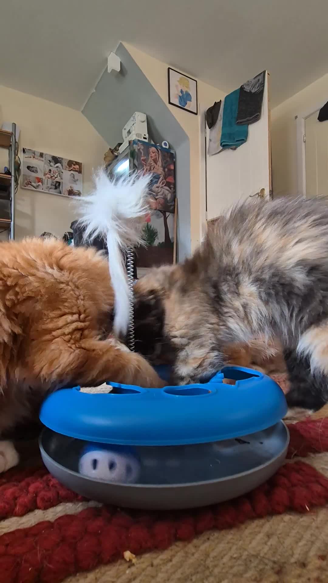 Maine Coon cats for sale: TICA reg Maine coons - Video 3