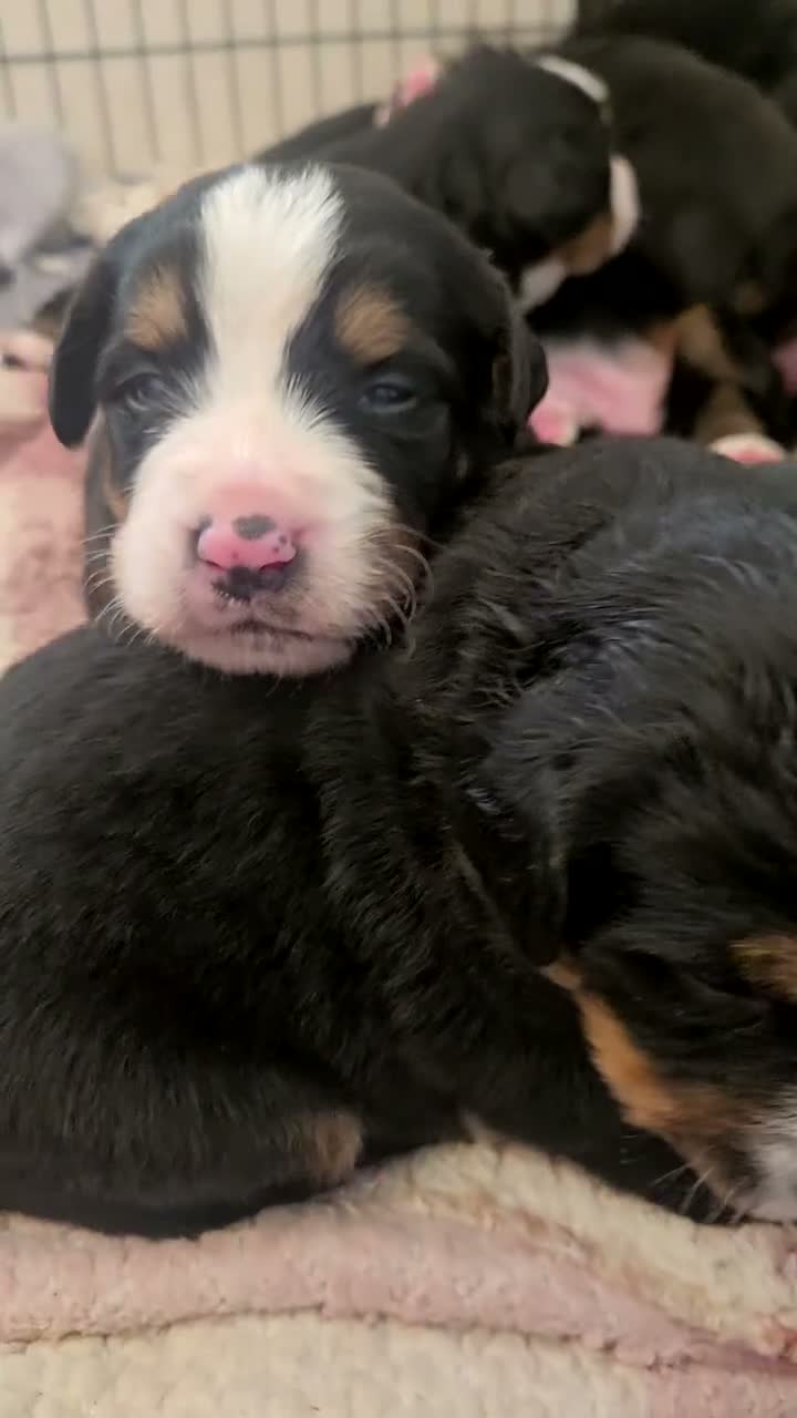 Bernese Mountain Dog dogs for sale: Stunning purebred Bernese Mountain Puppies in Wallington - Video 1