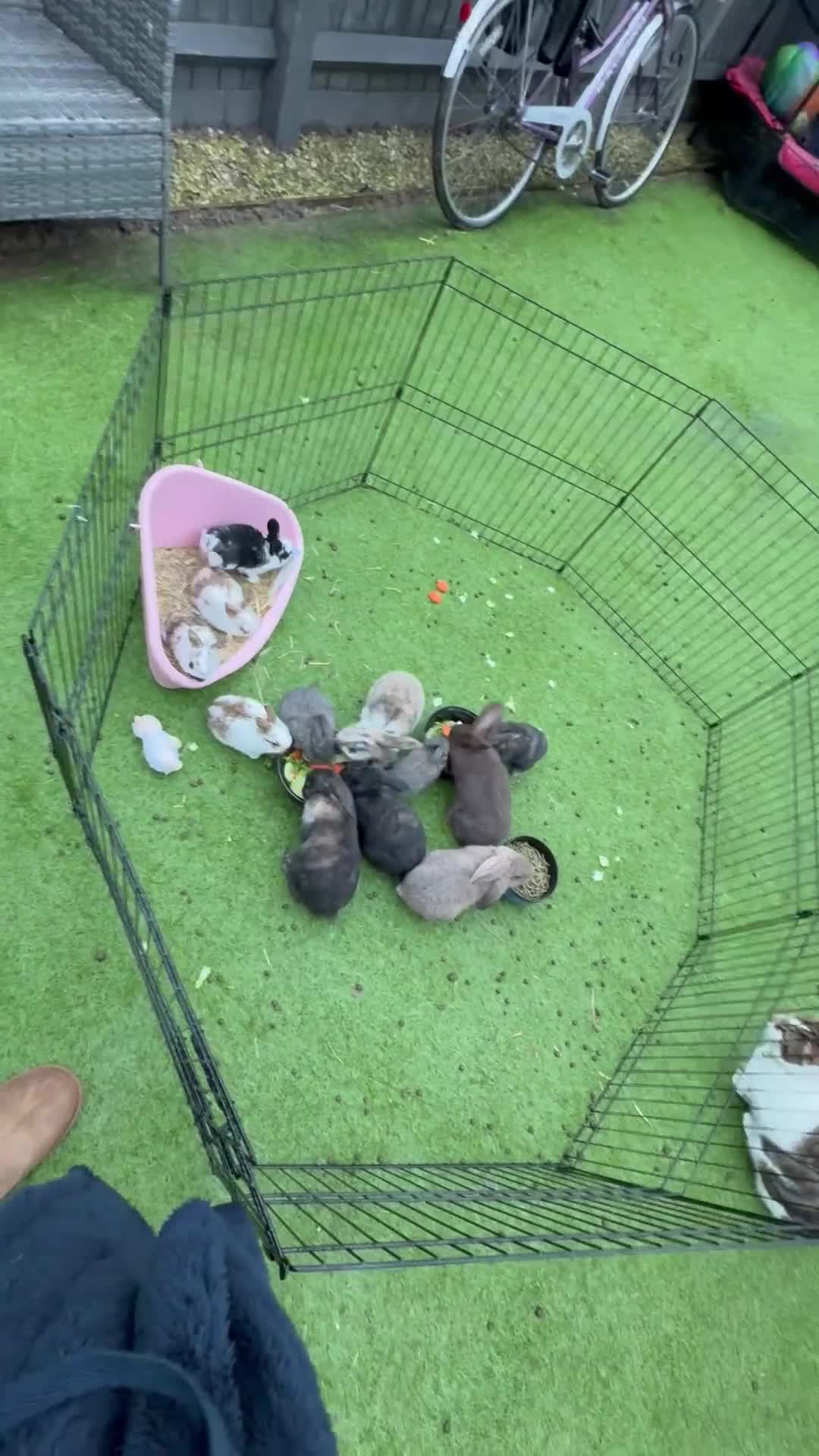 Mini Lop rabbits for sale: 7 Beautiful Mini Lops  - Video 1