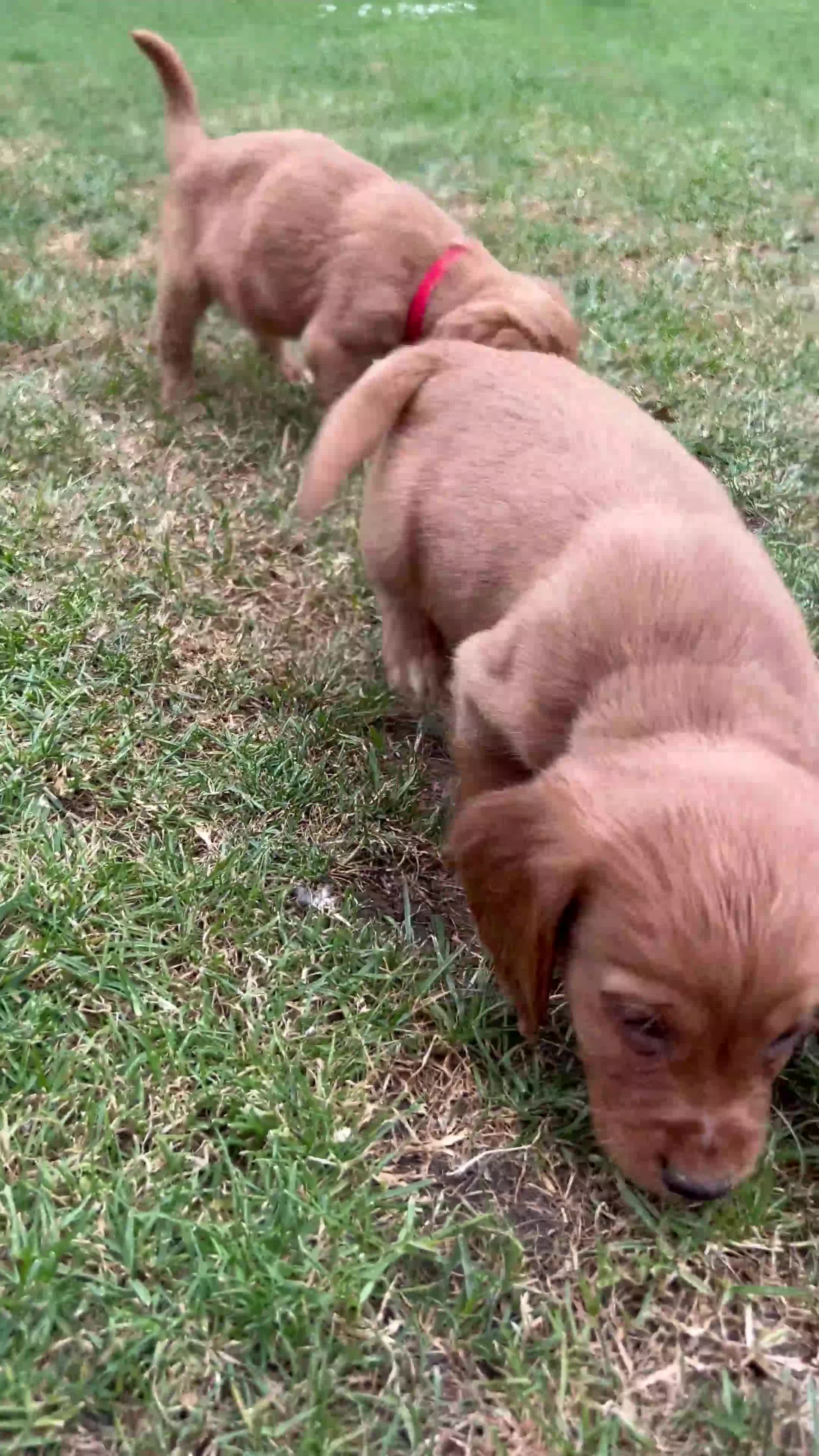 Cocker Spaniel dogs for sale: KC registered Red Cocker Spaniel Pups  - Video 1