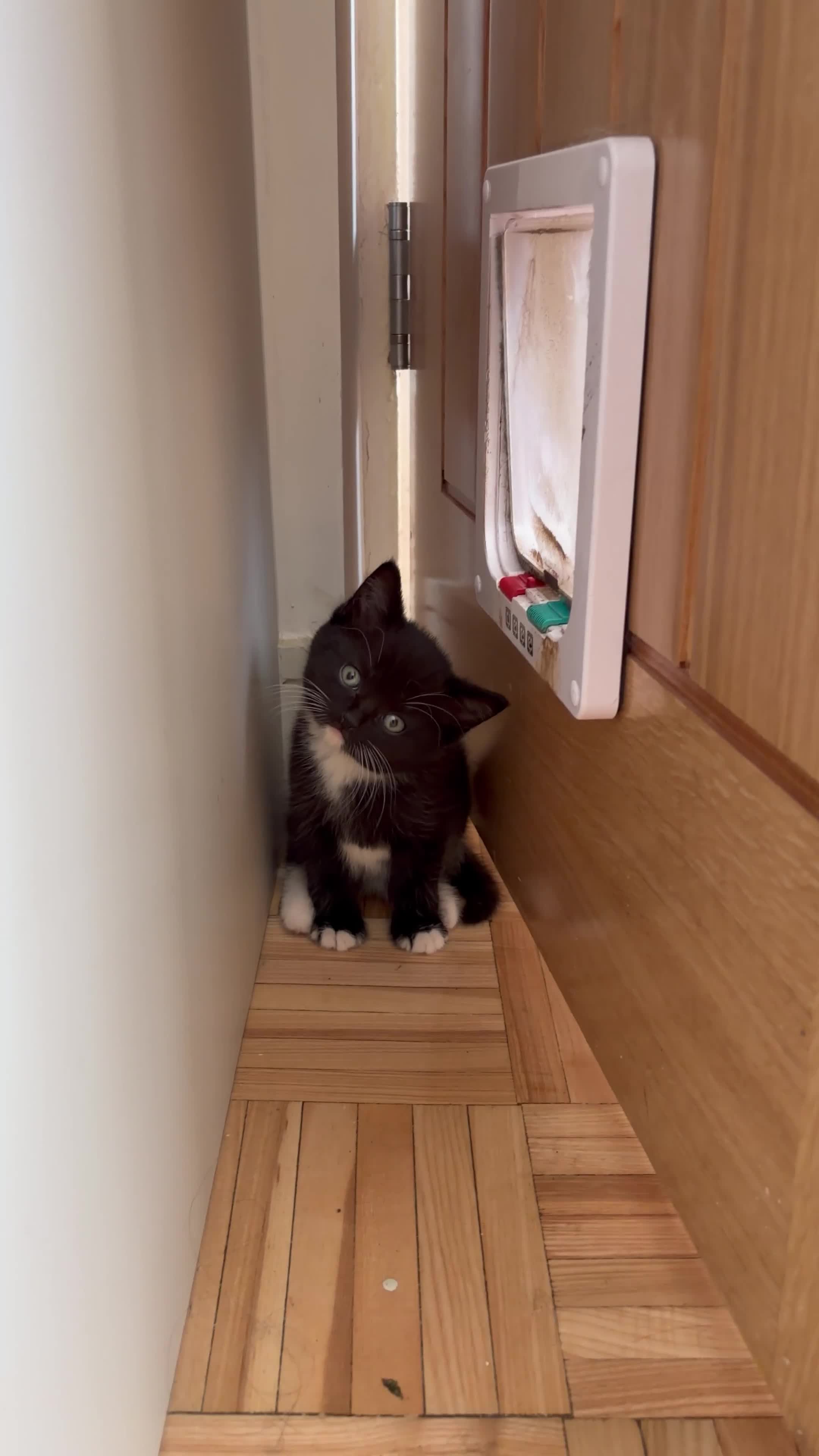 British Shorthair cats for sale: British shorthair cross kittens  - Video 1