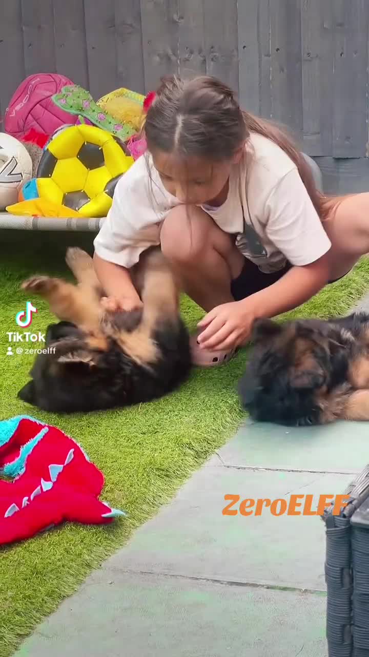 German Shepherd dogs for sale: 💥Champion🩸line KC Reg GermanShepherd puppy’s GSD - Video 1