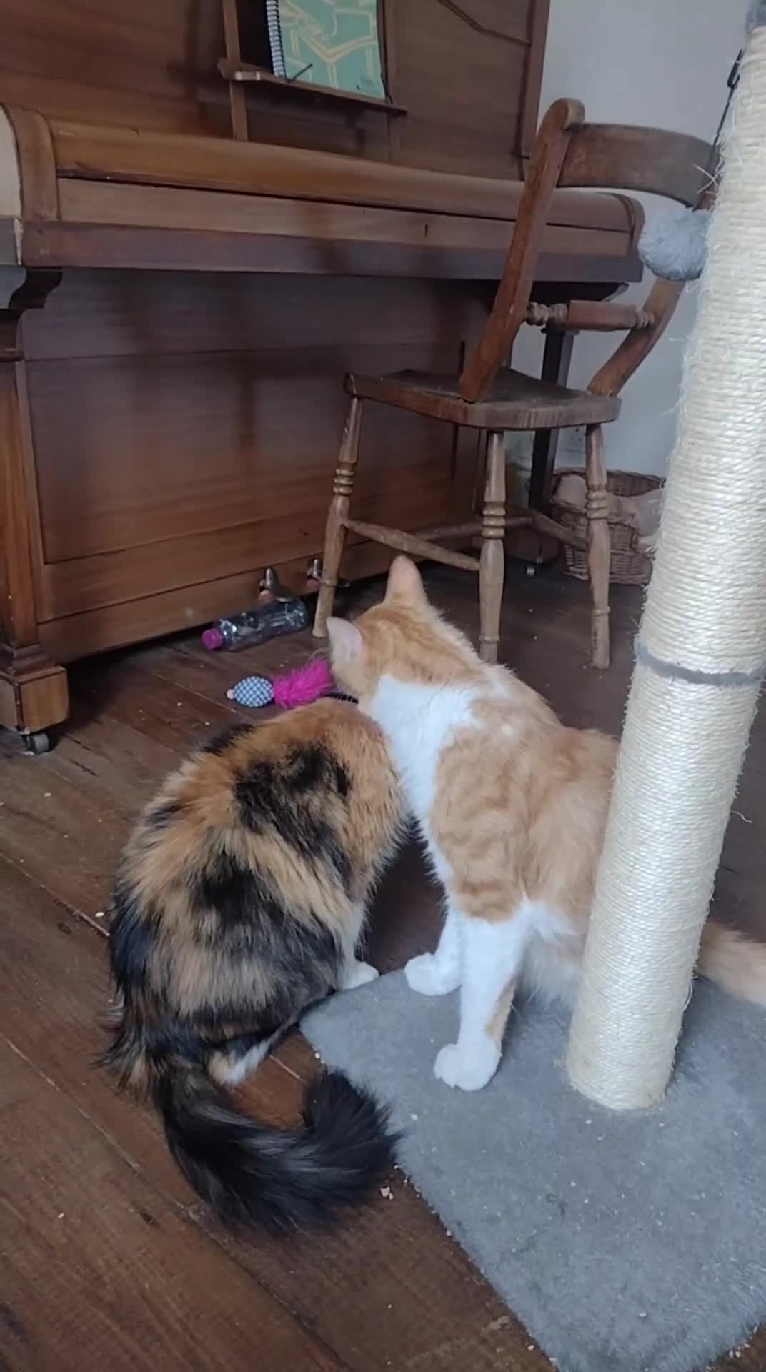 Domestic Shorthair cats for adoption: Mollie (mum, 5yo) and Cyril (son, 10 months)  - Video 2