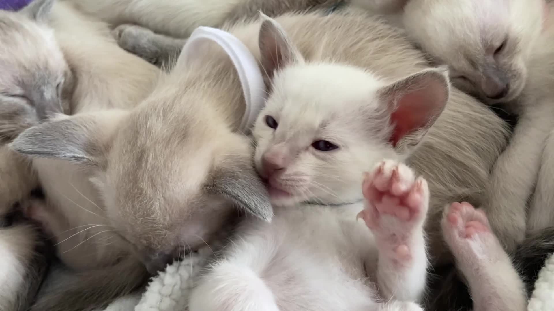 Siamese cats for sale: Full Siamese lilac/blue points kittens  - Video 1
