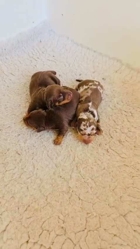 Miniature Dachshund dogs for sale: Beautiful healthy baby miniature dachshunds 🐾 - Video 2