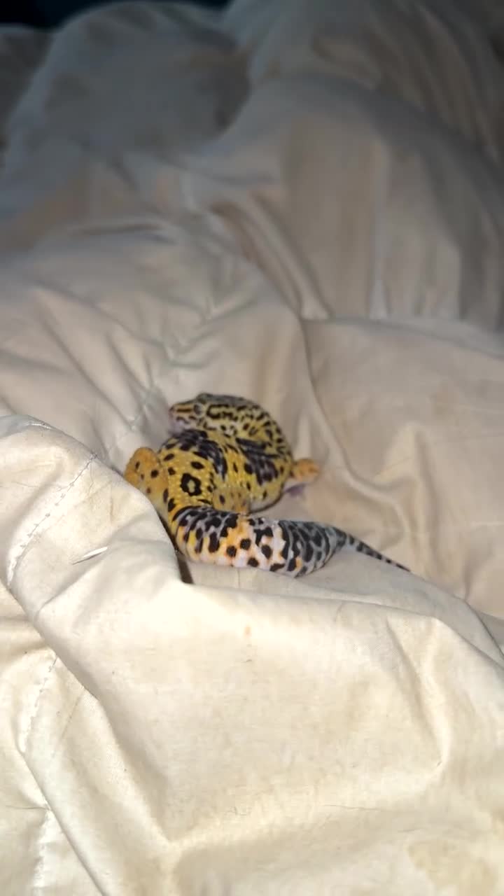 Leopard Gecko reptiles for sale: Ozzy the leopard gecko ❤️ - Video 4