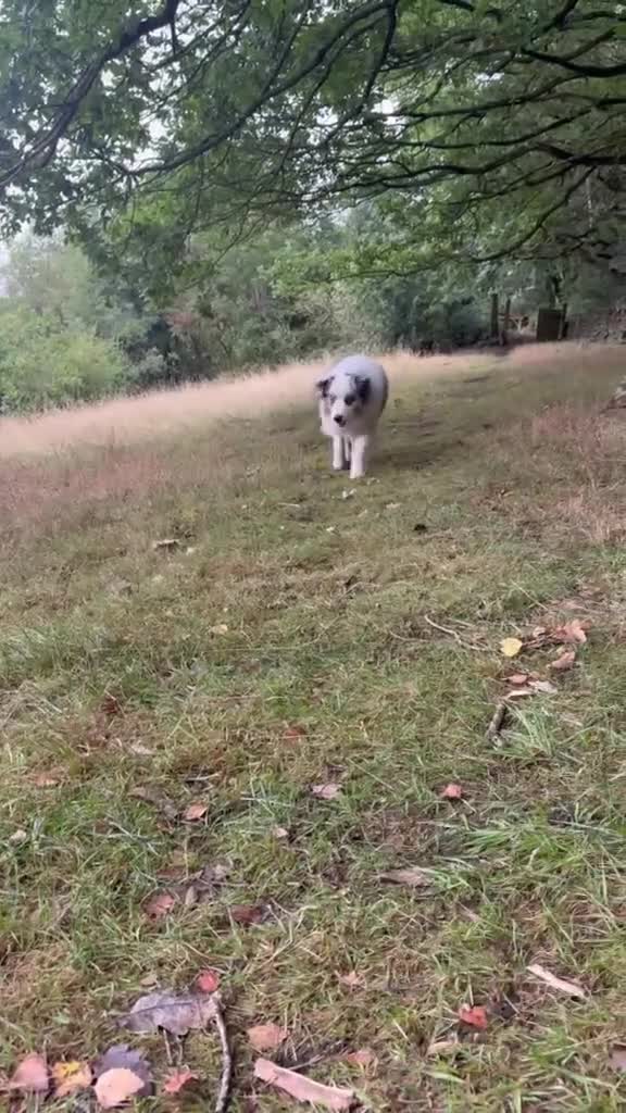 Australian Shepherd dogs for sale: Black Tri Boy KC Reg READY SUNDAY  - Video 2
