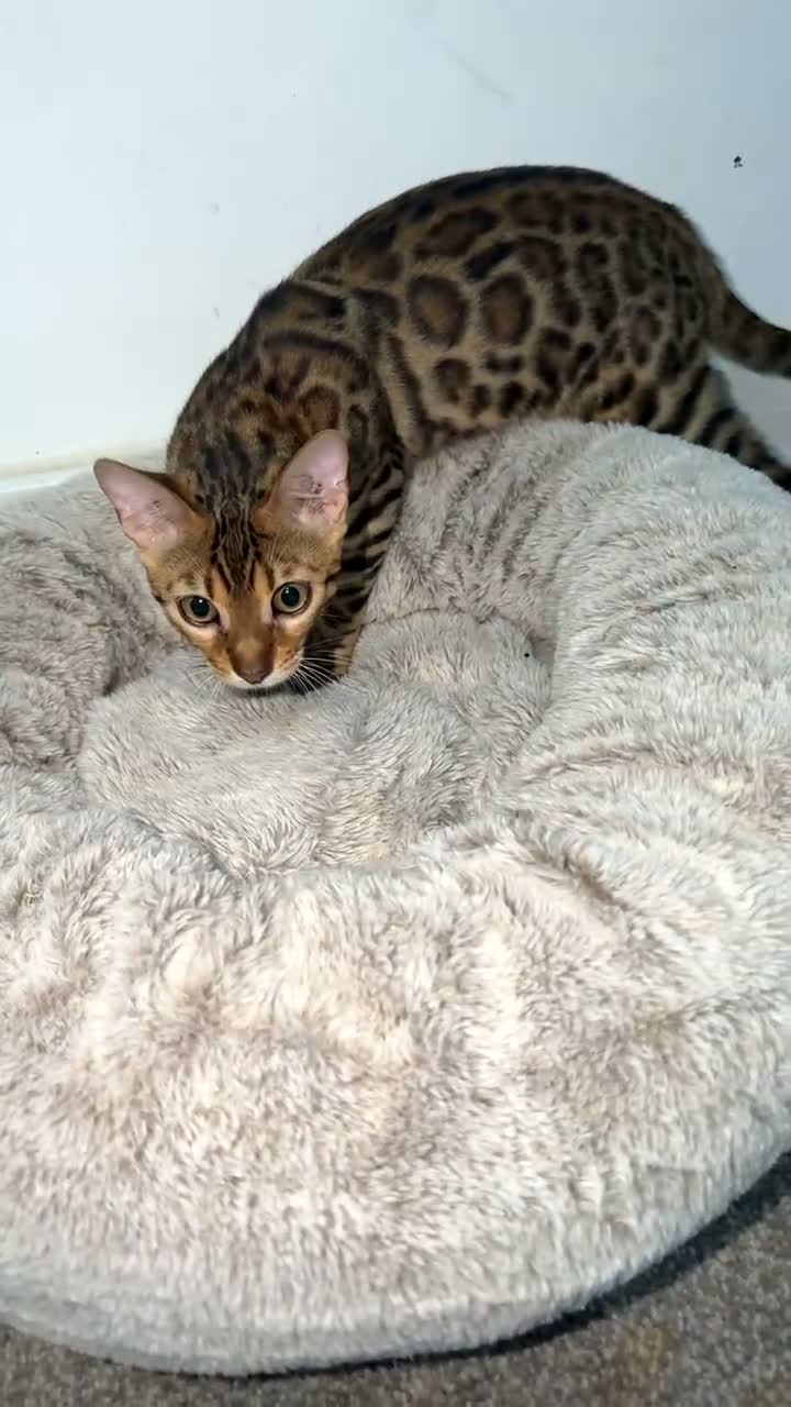 Bengal cats for sale: Full Breed Brown Bengal Girl  - Video 1