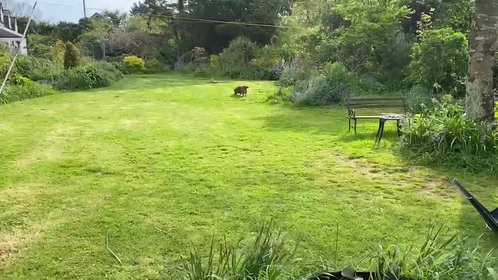 Mixed Breed dogs for adoption: Loving forever home needed for Indie - Video 1
