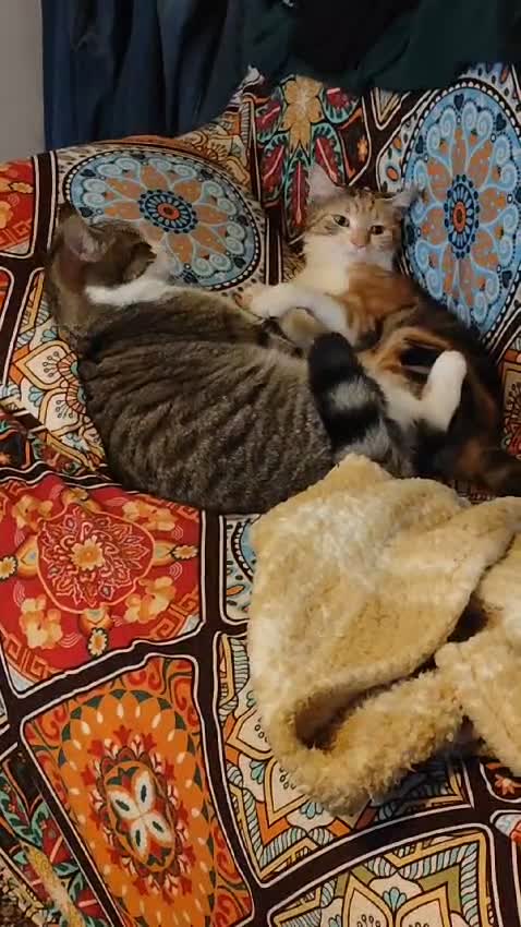Domestic Shorthair cats for sale: 3 Year old Calico - Video 1