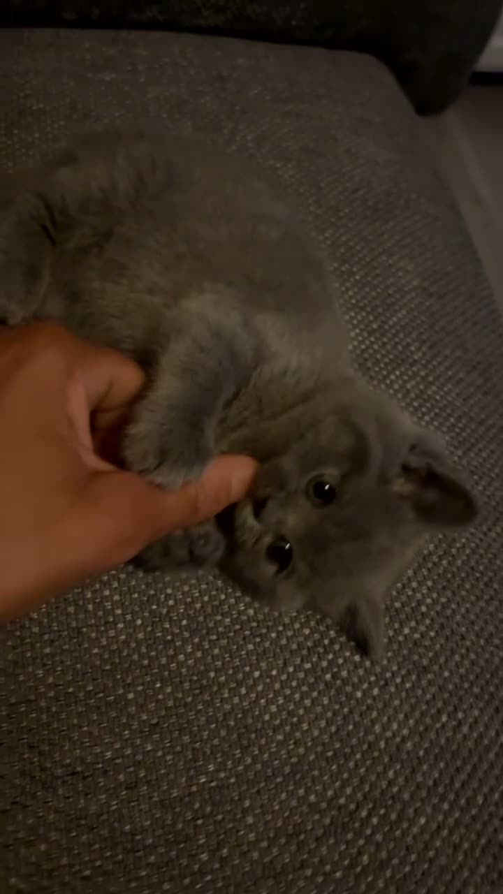 British Shorthair cats for sale: Beautiful fluffy British shorthair kittens  - Video 1