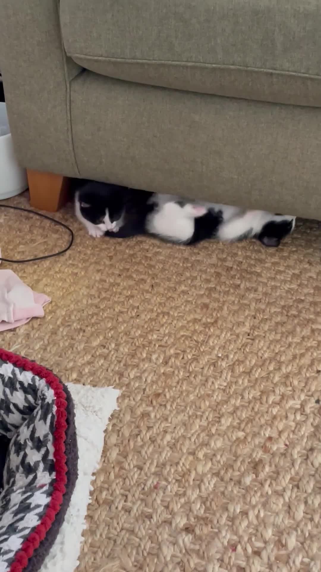 Mixed Breed cats for sale: Female kitten - Video 1