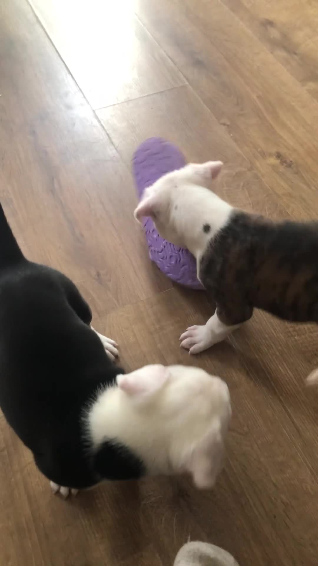 Staffordshire Bull Terrier dogs for sale: White staffy for sale  - Video 1