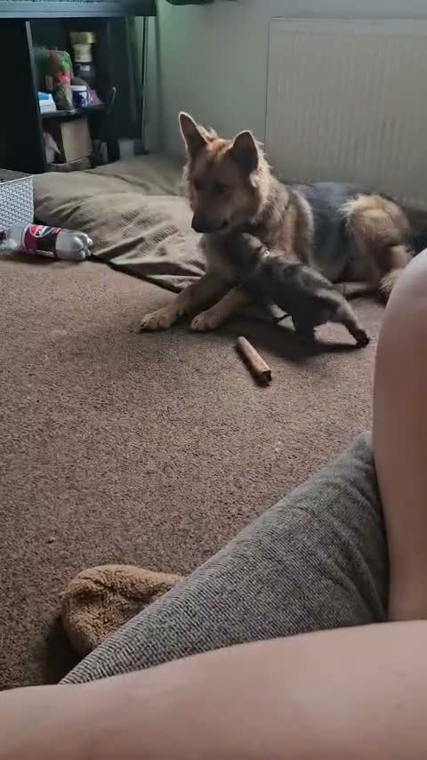 German Shepherd dogs for sale: 1 remaining girl left German shepherd  - Video 1