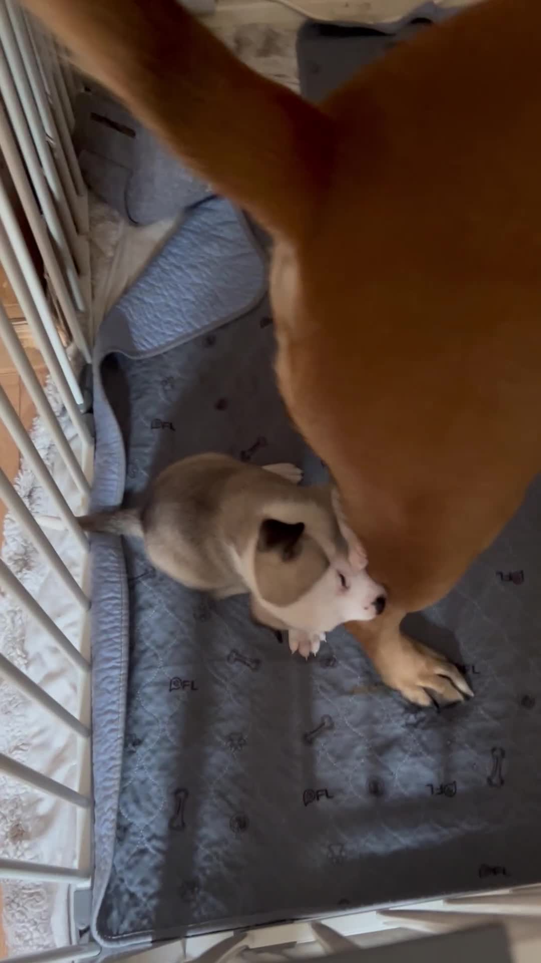 Mixed Breed dogs for sale: American bulldog x bullmastiff puppies - Video 1