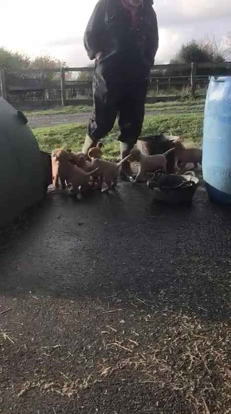 Labrador Retriever dogs for sale: KC Reg Fox red labrador litter of 6 dogs 4 bitches - Video 3