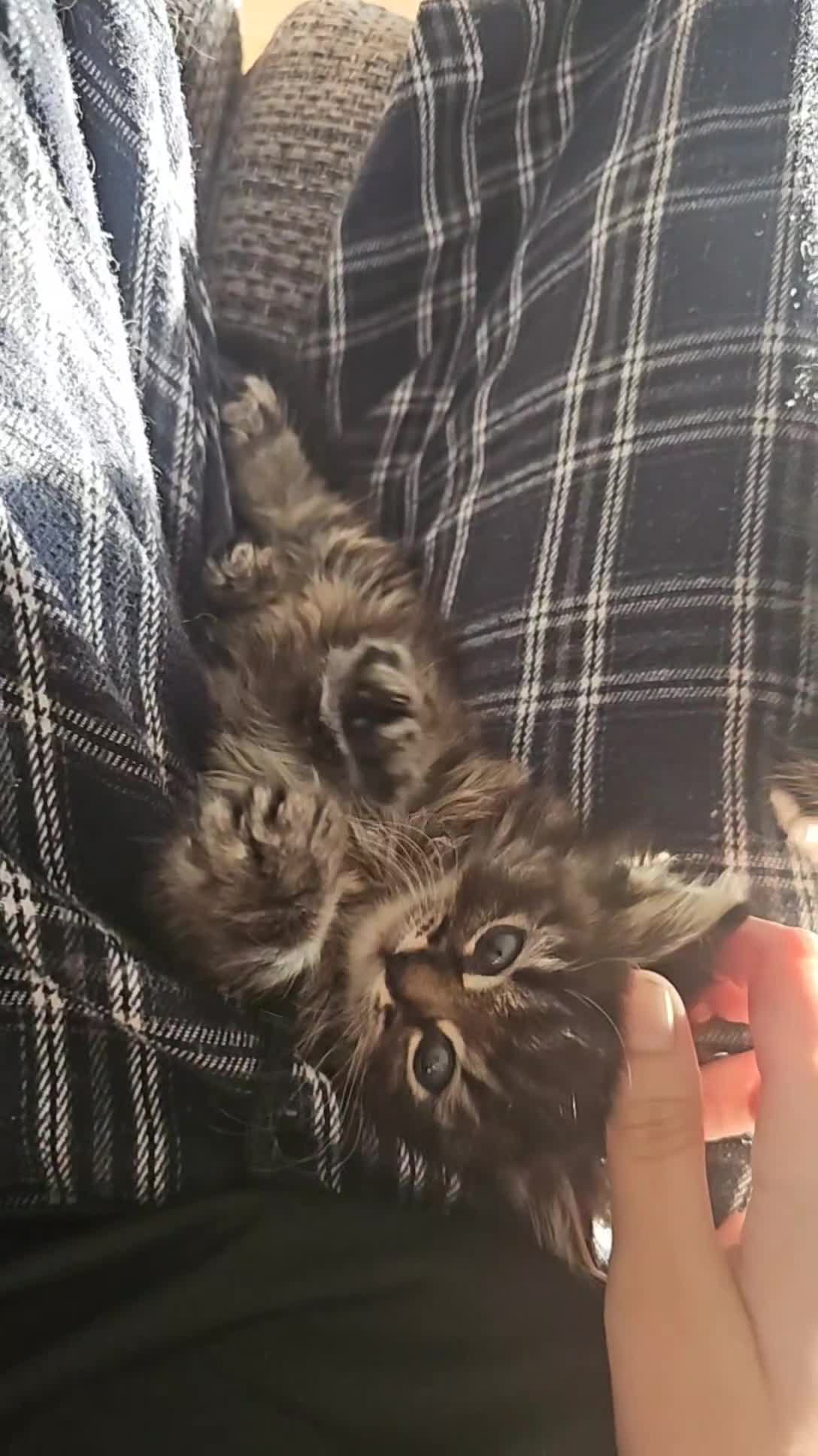 Mixed Breed cats for sale: Gorgeous Fluffy Kittens in Edinburgh - Video 1