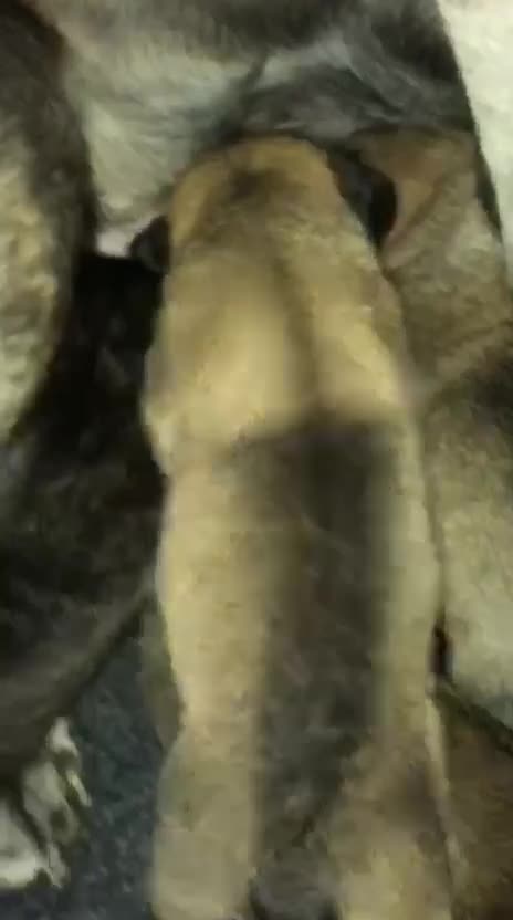 Cane Corso dogs for sale: Cane corso bandogs - Video 1