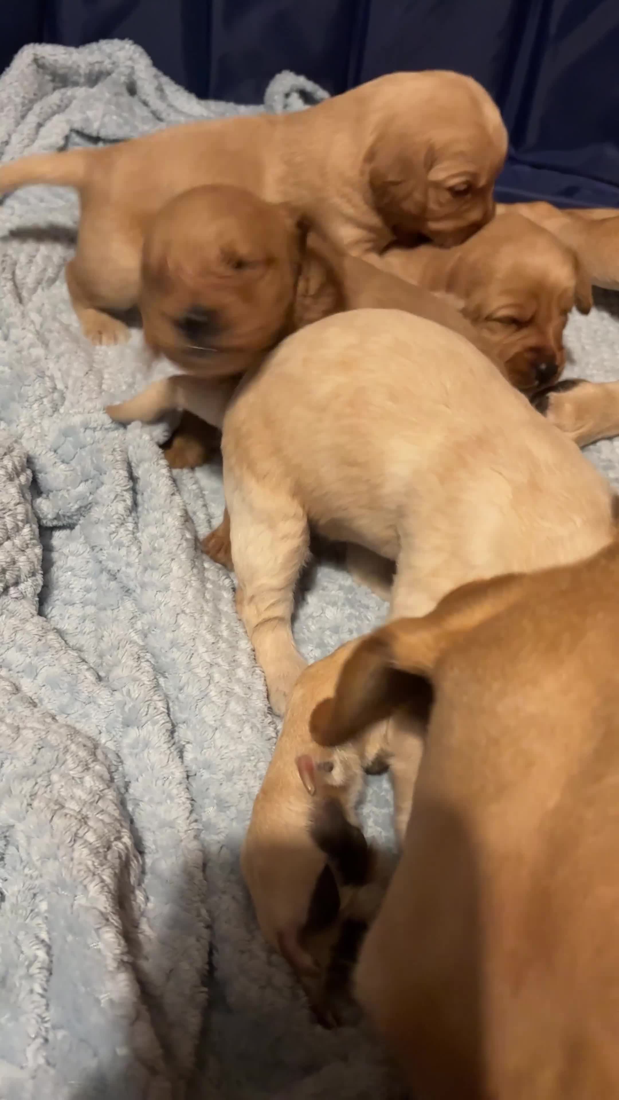 Labradoodle dogs for sale: ⭐️Labradoodle puppies⭐️ in Manchester - Video 5