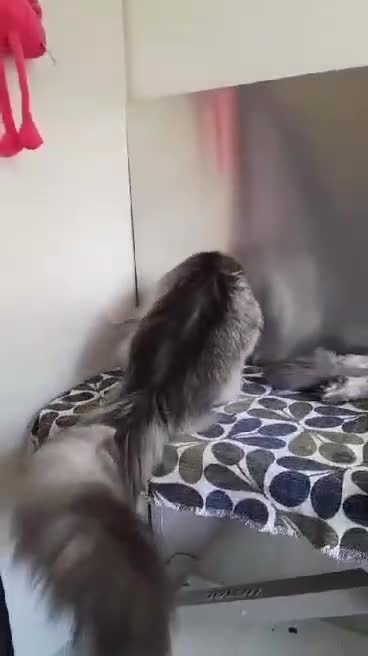 Maine Coon cats for sale: black smoke/silver polydactyl boy&girlTICAmaineco  - Video 2