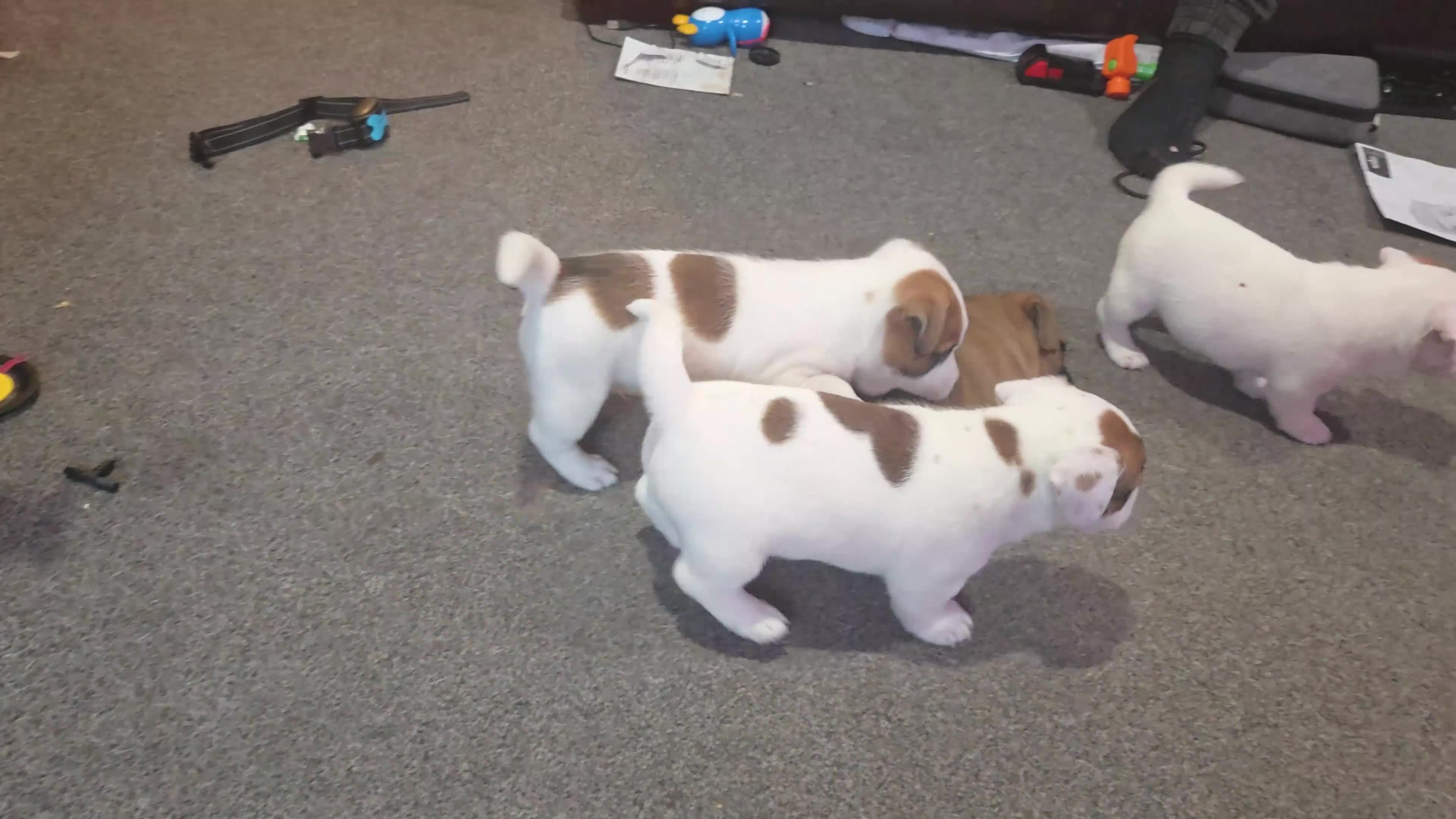 Mixed Breed dogs for sale: Jack Russell mixed breed puppies - Video 1