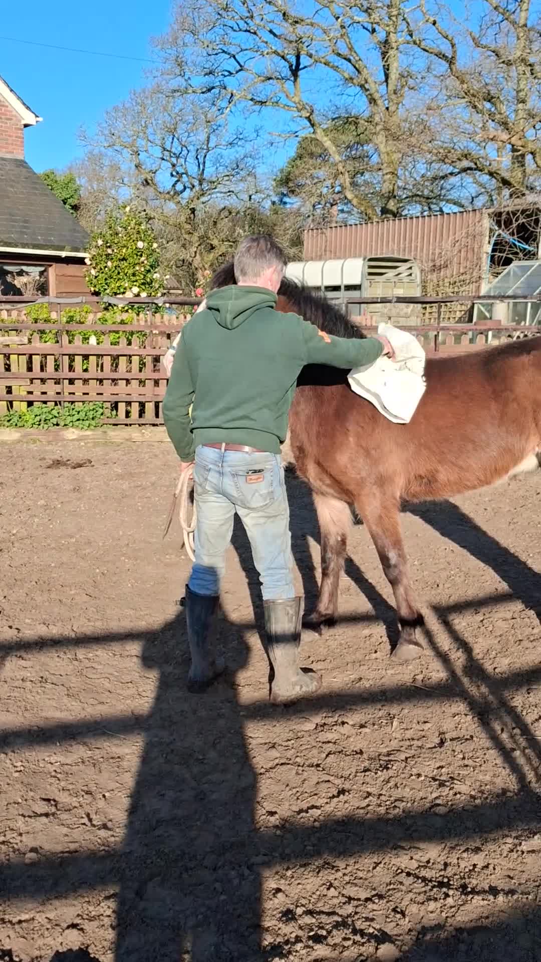 New Forest horses for sale: Smart registeted 3 year old geldings - Video 3