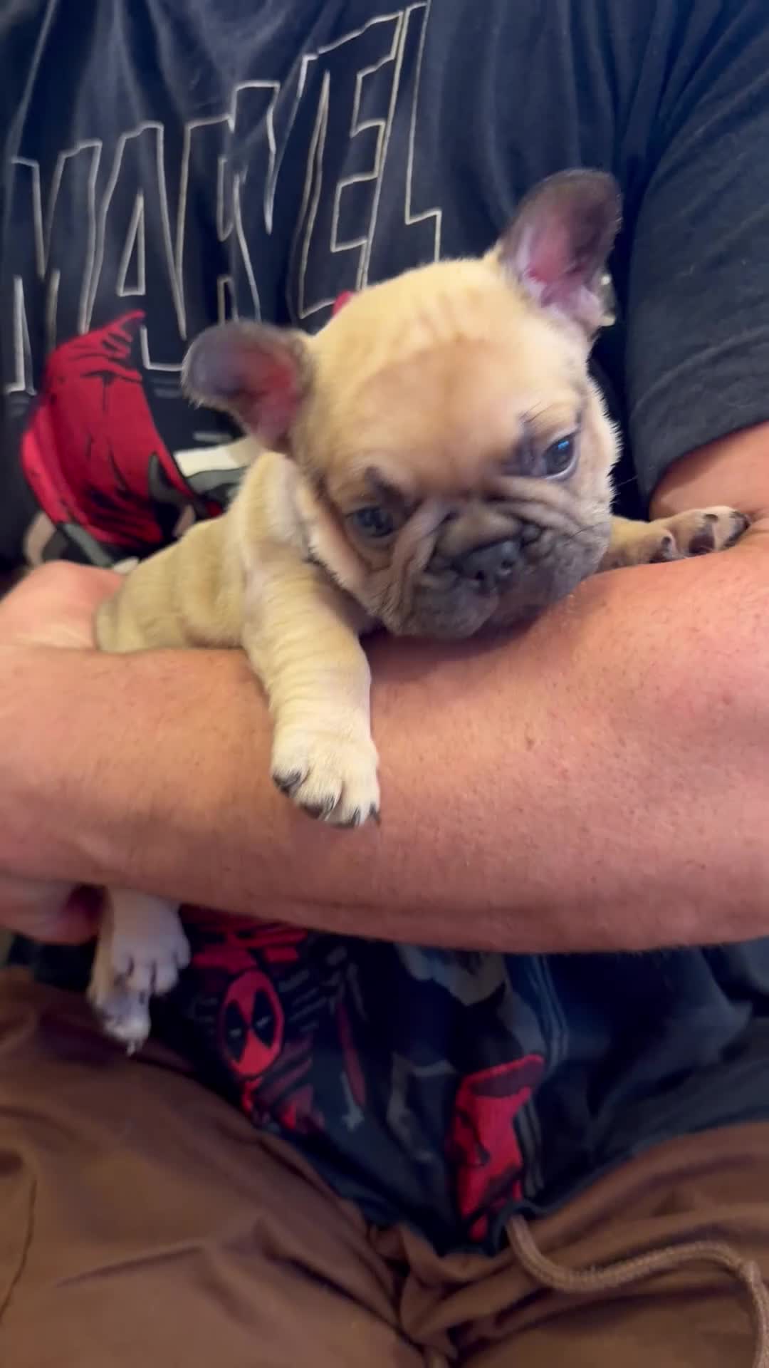 French Bulldog dogs for sale: 5 generations KC French bulldog puppies 🐶  - Video 1