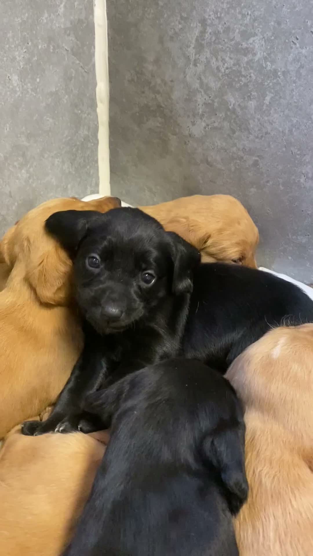 Cockerdor dogs for sale: Cockador Puppies  - Video 1