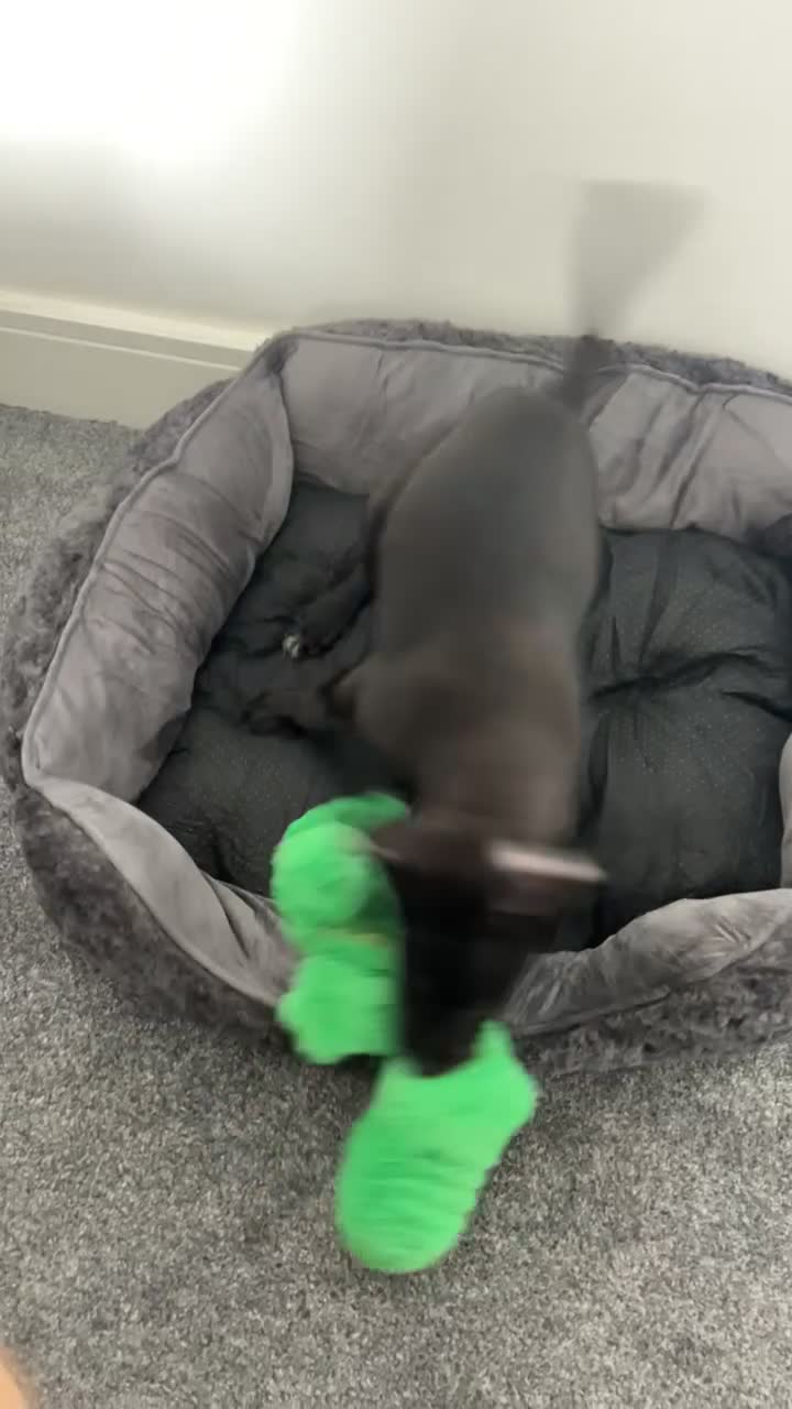 Mixed Breed dogs for sale: Staffy x Belgian shepherd dog - Video 1