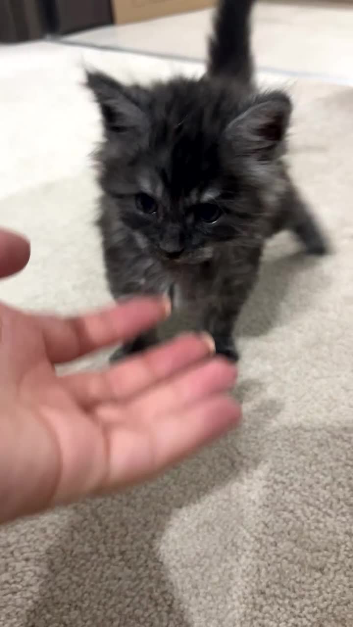 Maine Coon cats for sale: Last female kitten  - Video 2