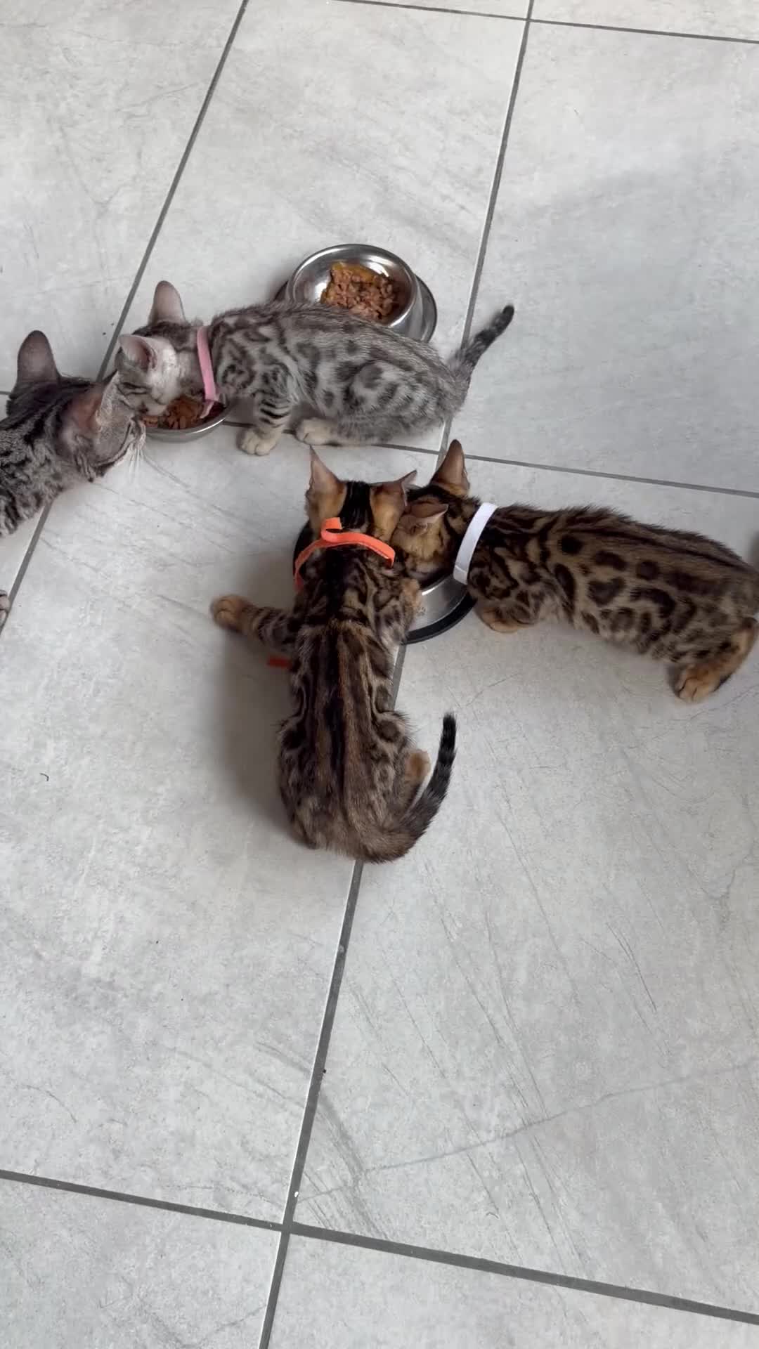 Bengal cats for sale: Quality kittens Bengal for sale in Harrow - Video 2