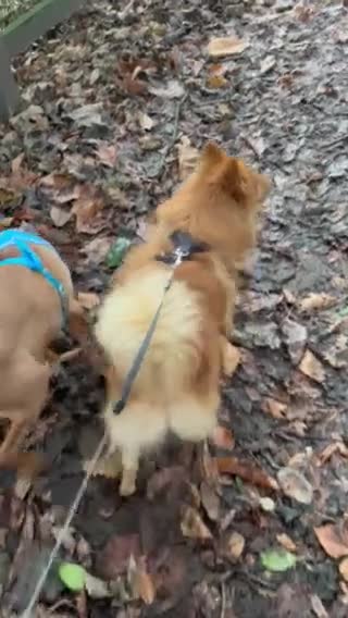 Mixed Breed dogs for adoption: 💙Dexter: 8,5 years  old Pomeranian cross💙 - Video 1