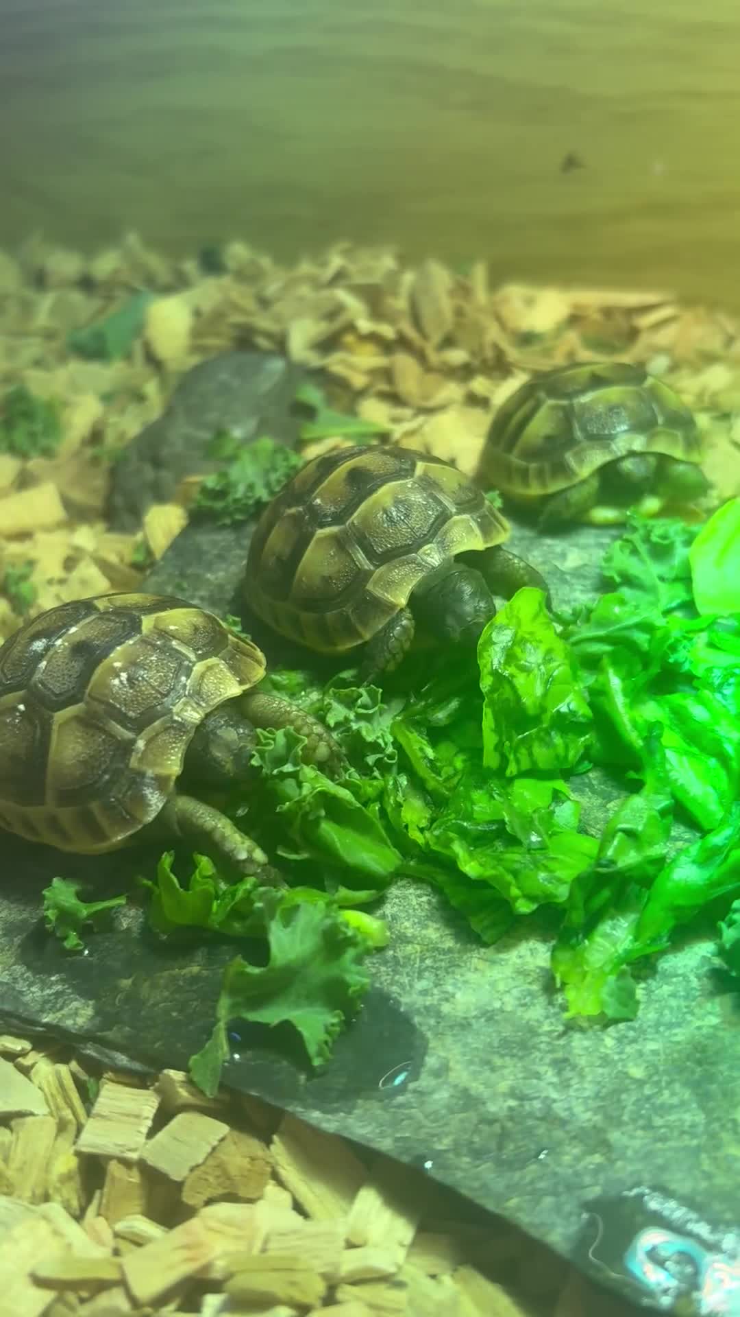 Tortoise reptiles for sale: Only 1 Babi left !! - Video 5