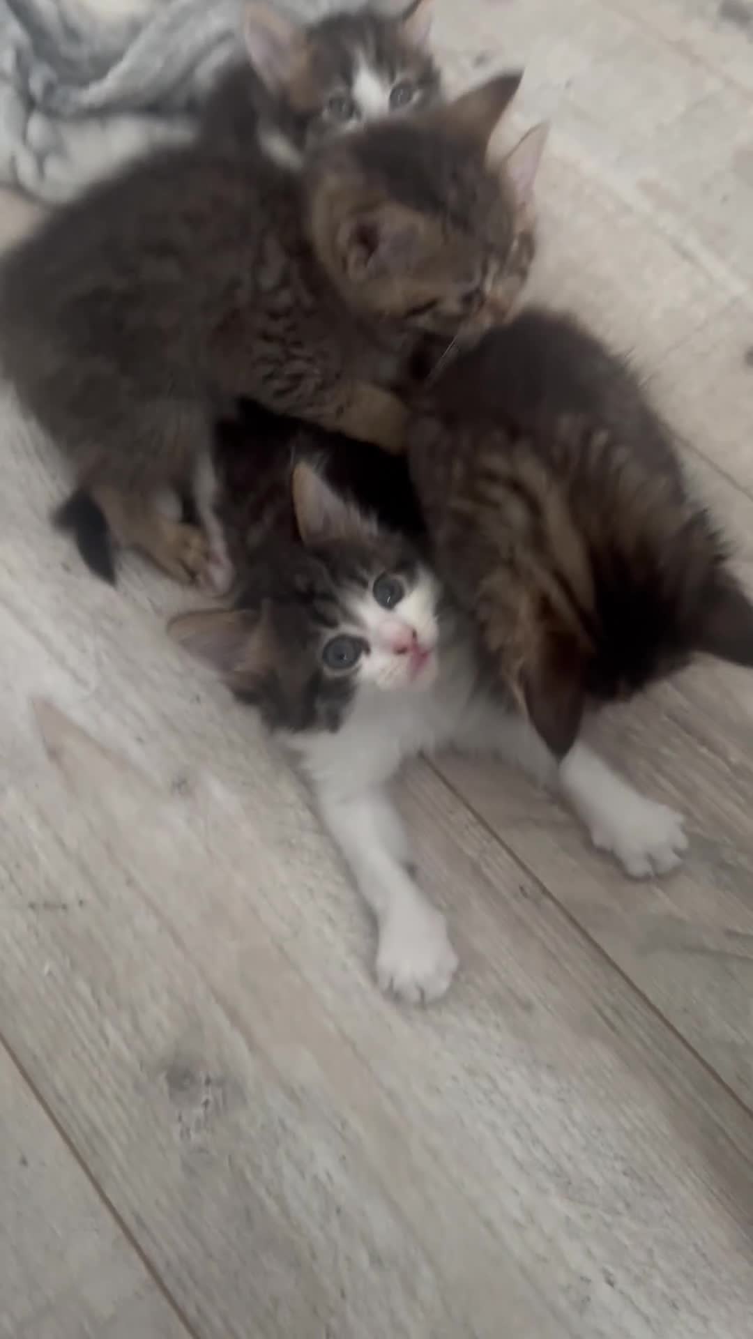 Mixed Breed cats for sale: 🐾 5 Beautiful Kittens Looking for Loving Homes 🐾 - Video 1