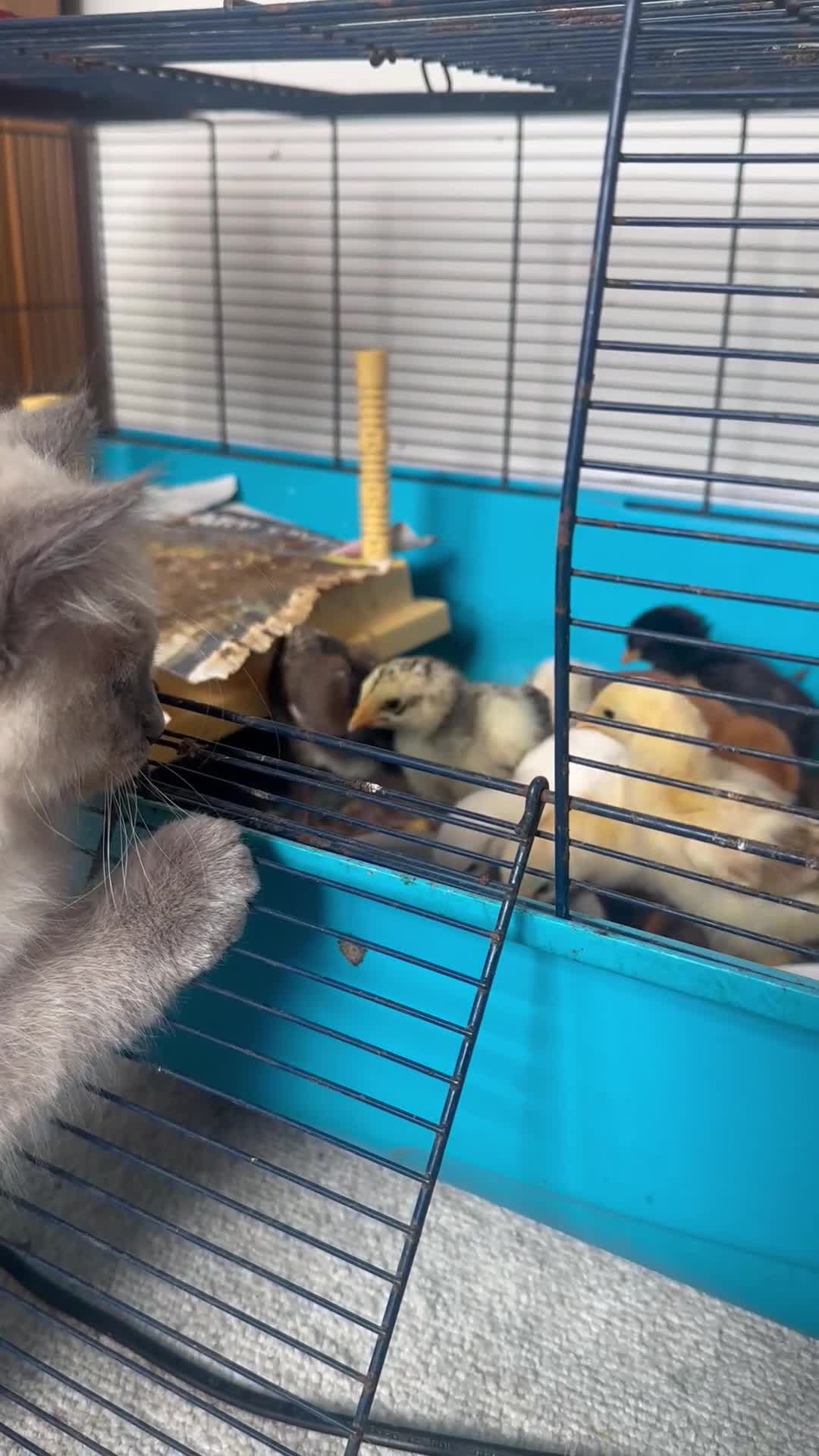 Ragdoll cats for sale: Blue point ragdoll  - Video 1