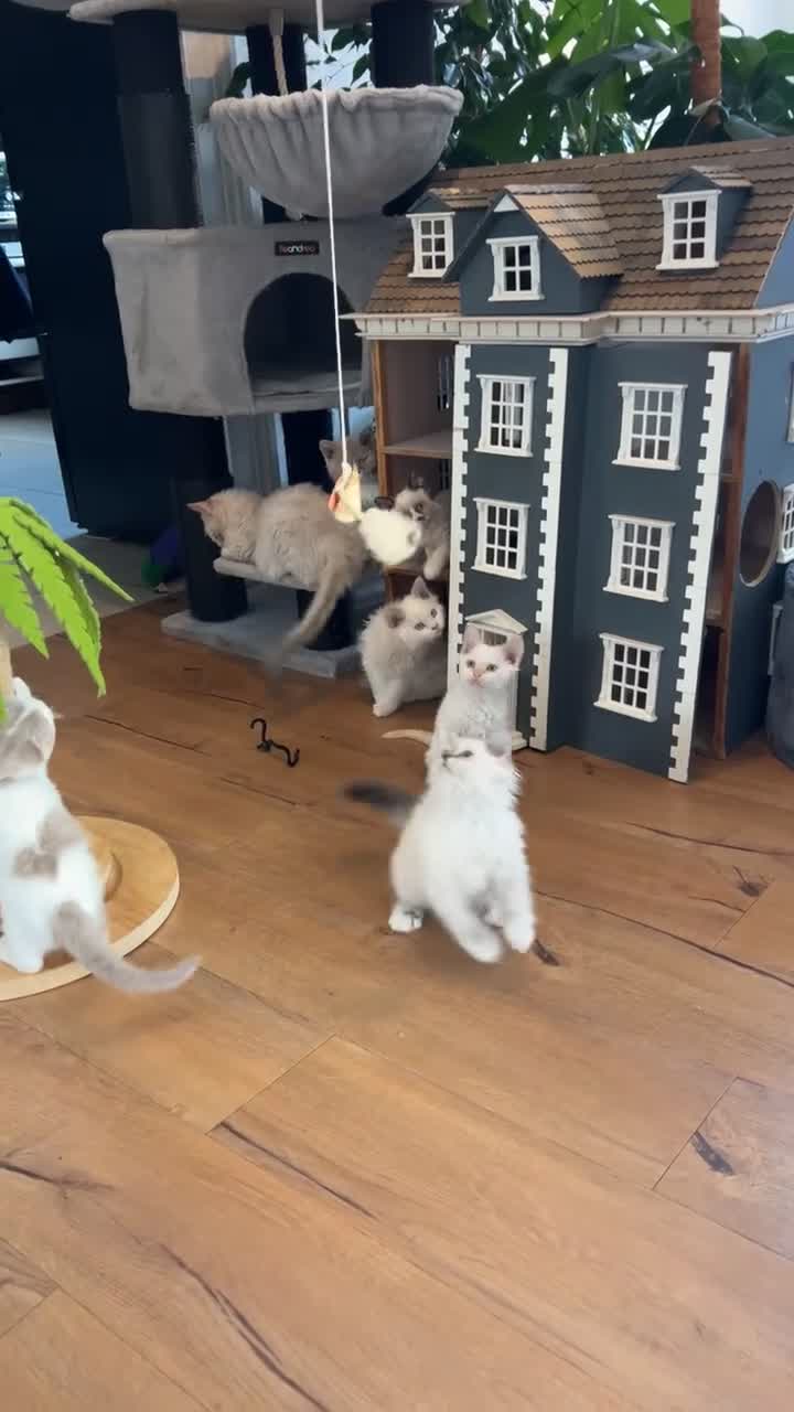 Selkirk Rex cats for sale: Gorgeous Selkirk Rex kittens - Video 2