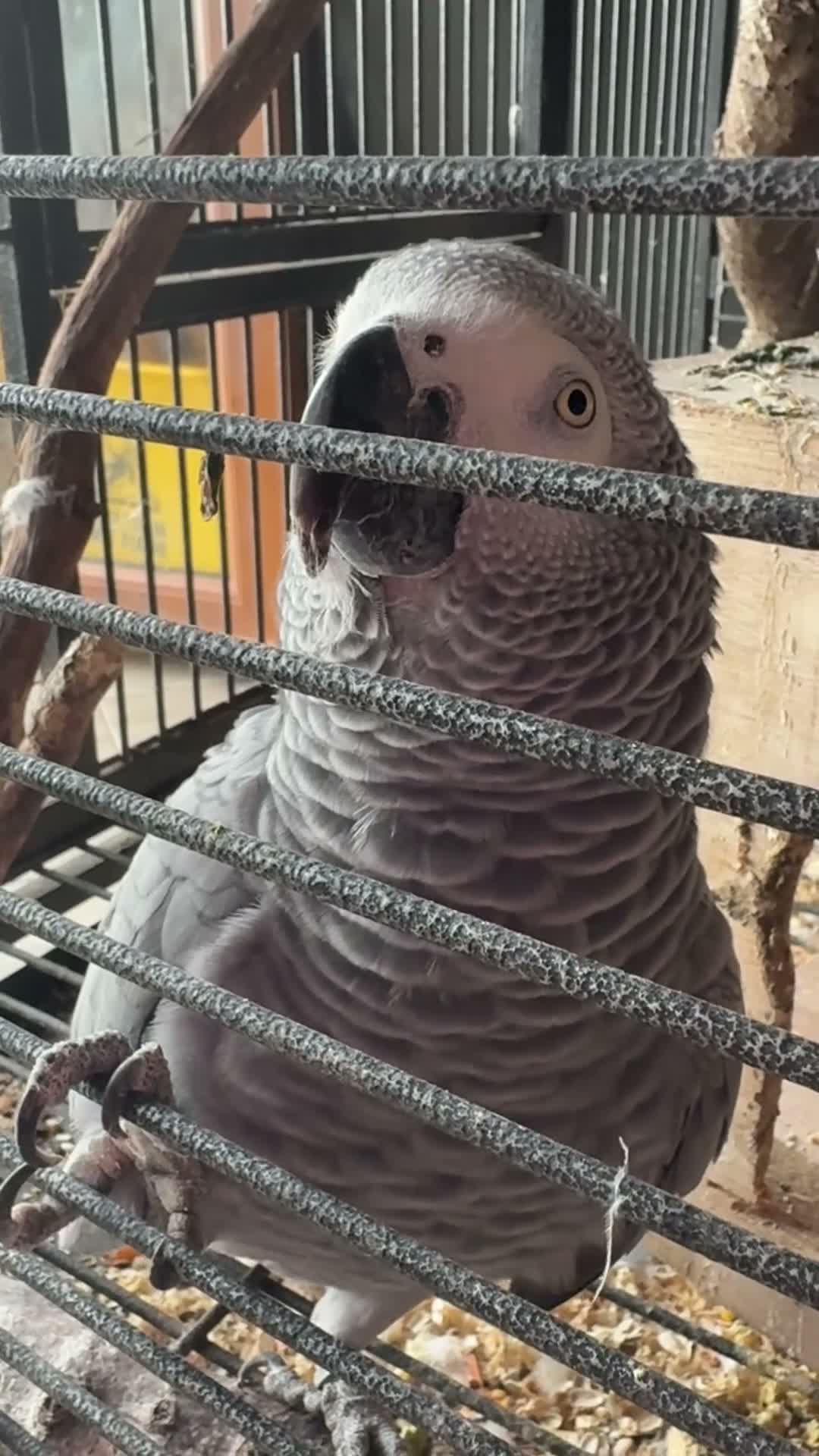 Parrots birds for sale: Male and female talking African grey  - Video 2