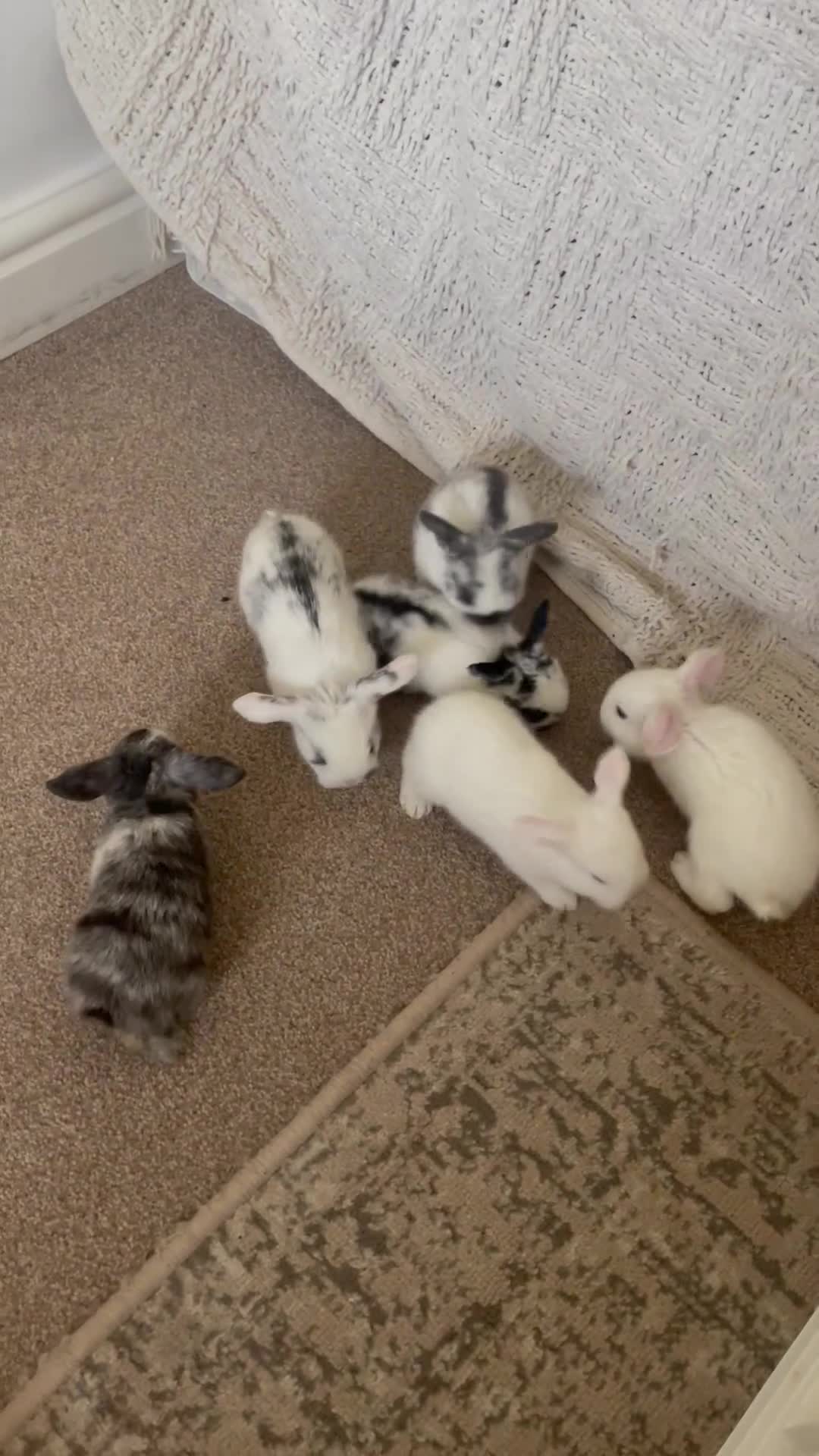 Mini Lop rabbits for sale: Mini lop babies available  - Video 3